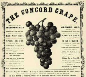 publicite pour le raisin concord
